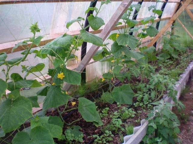 How to make trellises for cucumbers in a greenhouse