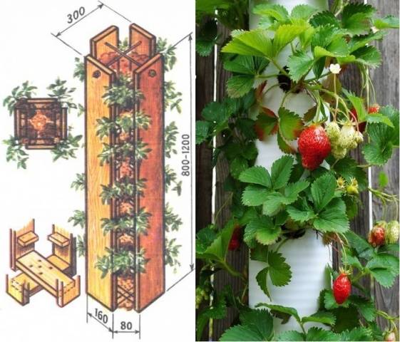 How to make vertical beds for strawberries 