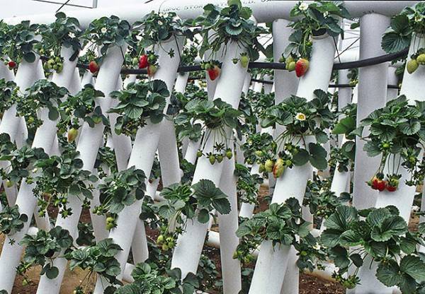 How to make vertical beds for strawberries 