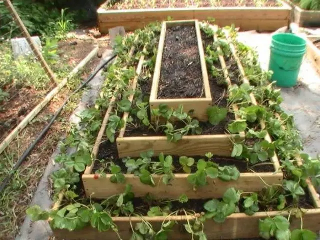 How to make vertical beds for strawberries 