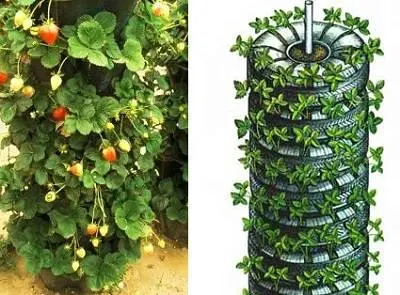 How to make vertical beds for strawberries 