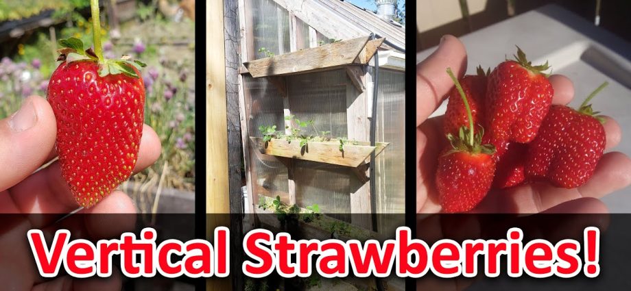 How to make vertical beds for strawberries 