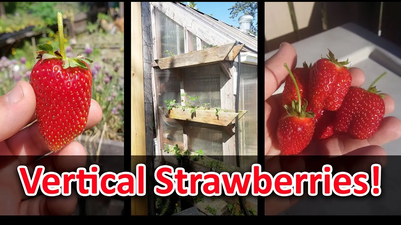 How to make vertical beds for strawberries 