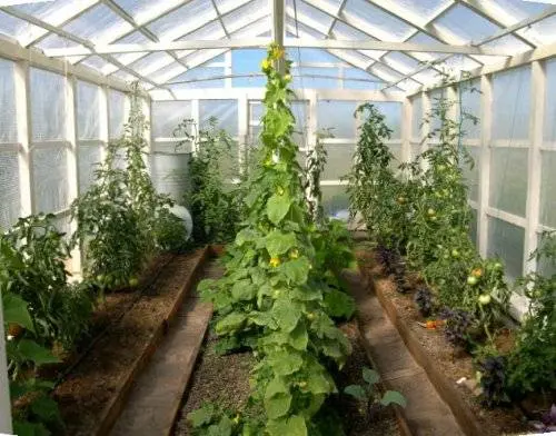 How to make warm beds for cucumbers in a greenhouse