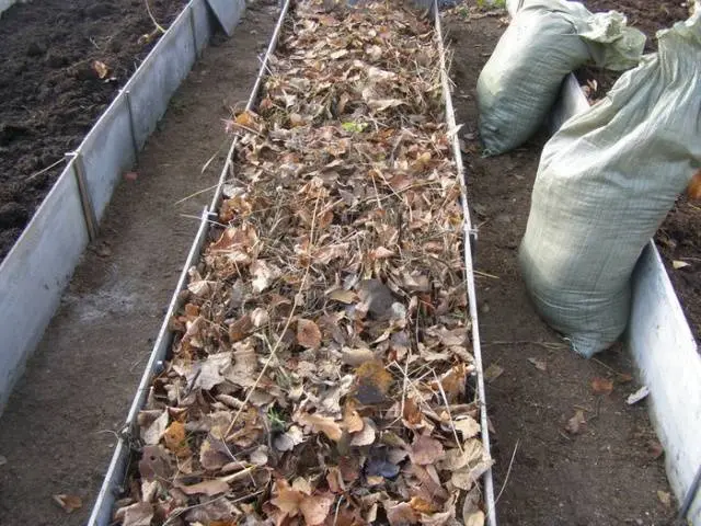 How to make warm beds for cucumbers in a greenhouse