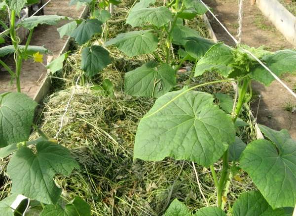 How to make warm beds for cucumbers in a greenhouse