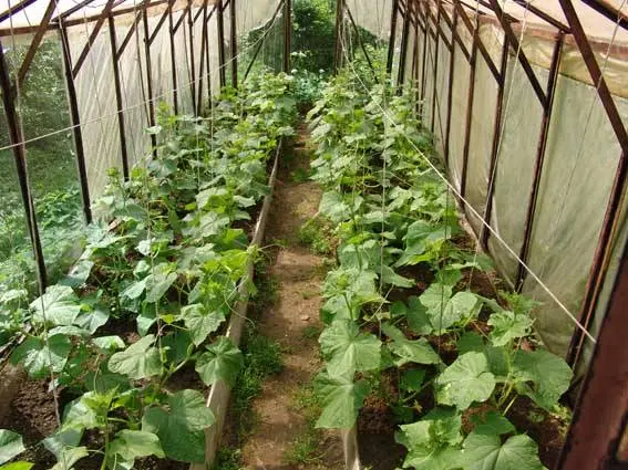 How to make warm beds for cucumbers in a greenhouse