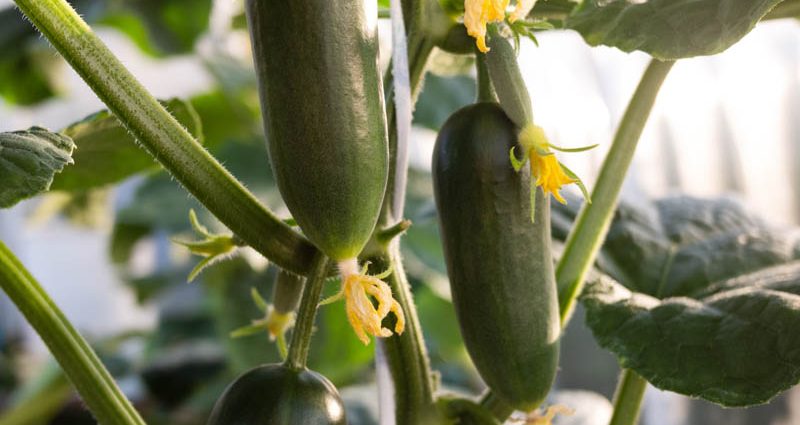 How to make warm beds for cucumbers in a greenhouse