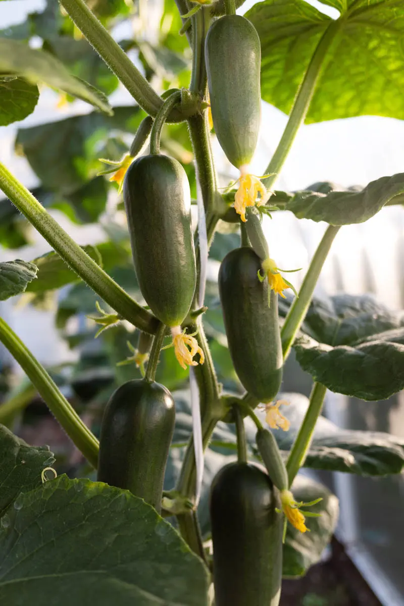 How to make warm beds for cucumbers in a greenhouse