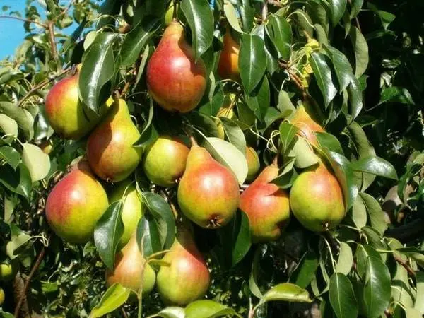 How to make wine from homemade pears