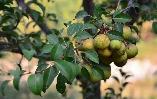 How to make wine from homemade pears