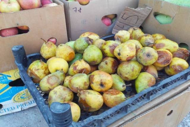 How to make wine from homemade pears