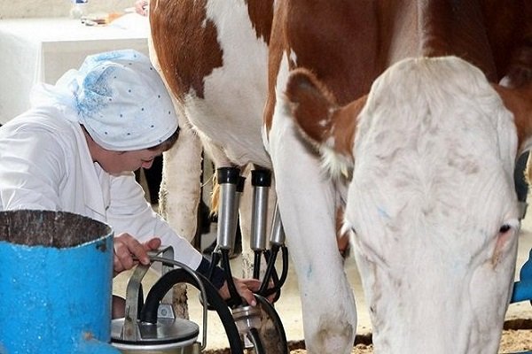 How to milk a cow with a milking machine: preparation and rules for milking