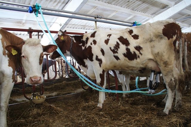 How to milk a cow with a milking machine: preparation and rules for milking