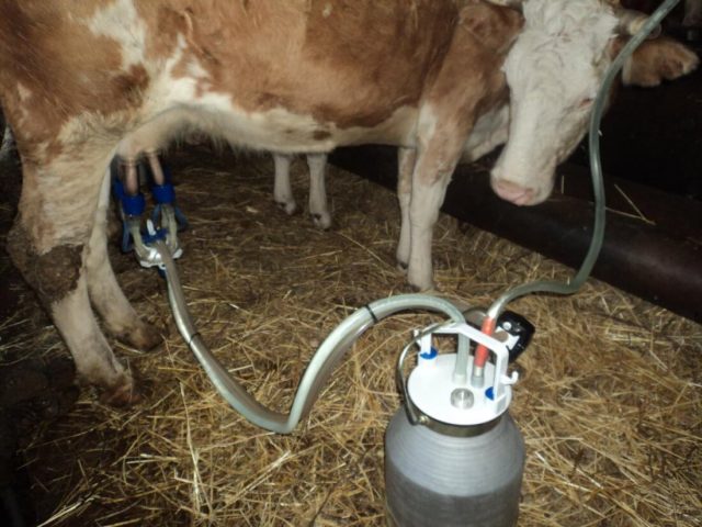 How to milk a cow with a milking machine: preparation and rules for milking