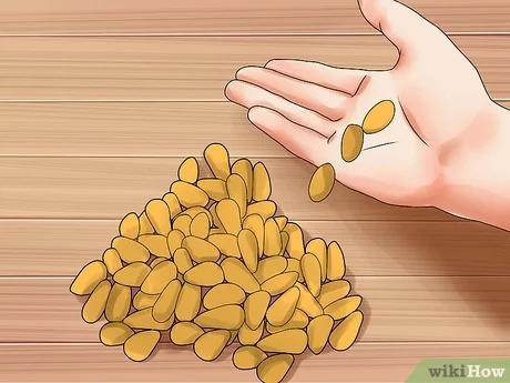 How to peel pine nuts at home: interesting ways