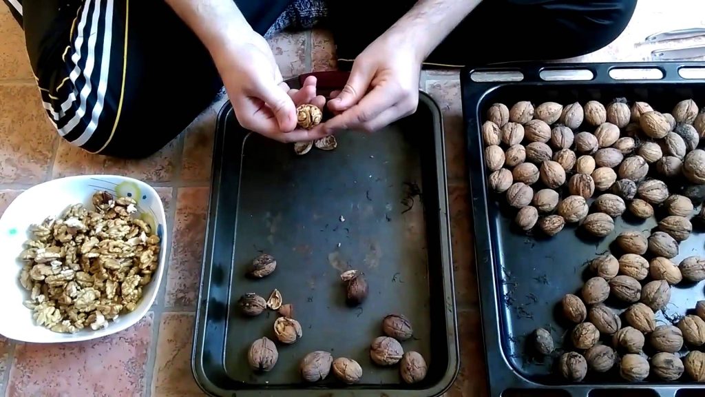 How to peel walnuts from shells and partitions at home