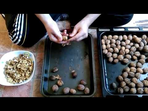 How to peel walnuts from shells and partitions at home