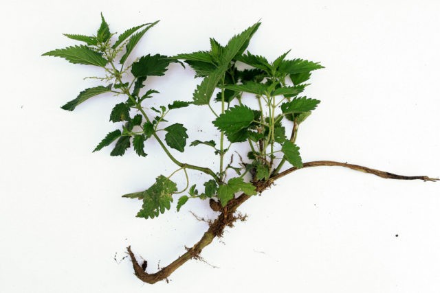 How to permanently get rid of nettles on the site