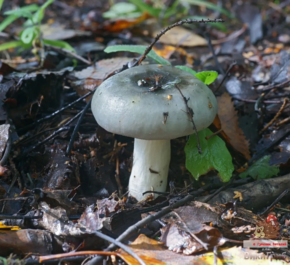 How to photograph mushrooms to determine