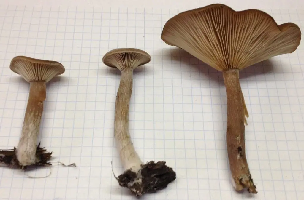 How to photograph mushrooms to determine