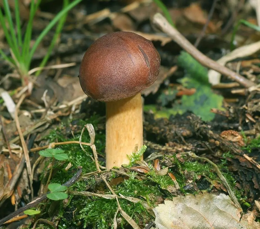 How to photograph mushrooms to determine