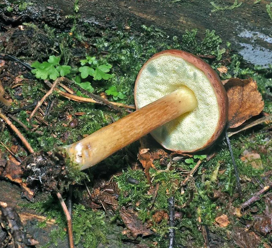 How to photograph mushrooms to determine