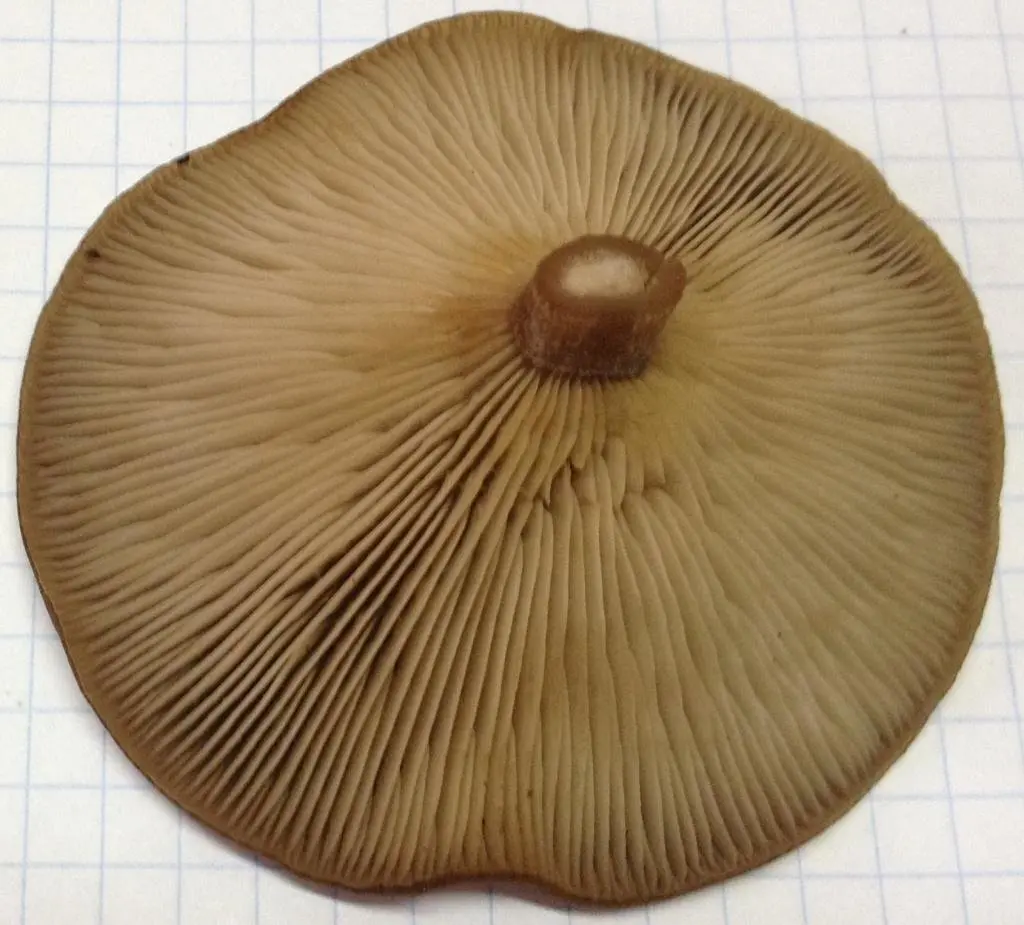 How to photograph mushrooms to determine