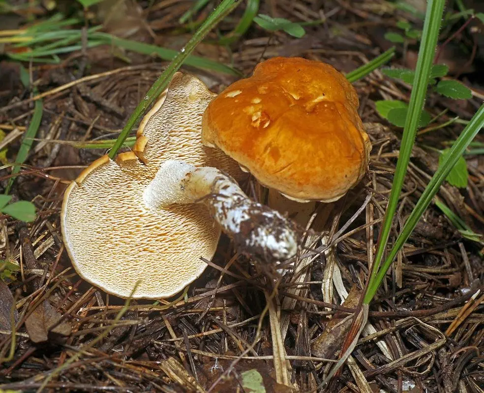 How to photograph mushrooms to determine