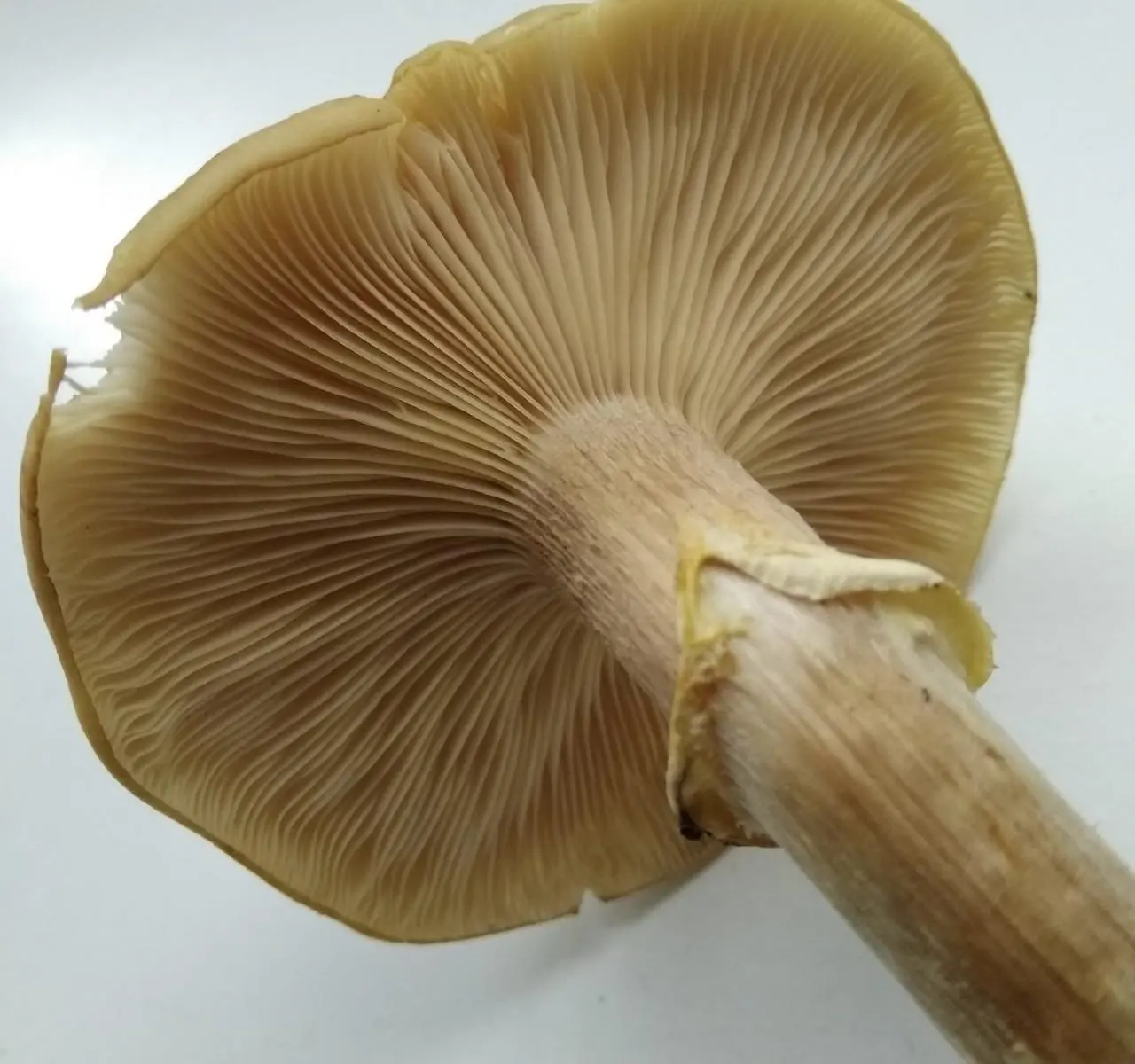 How to photograph mushrooms to determine