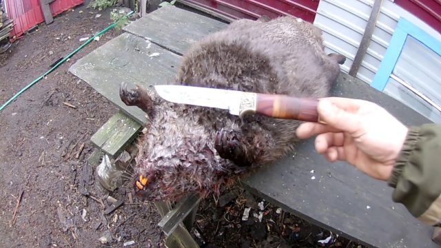 How to pickle a beaver for smoking at home: hot, cold