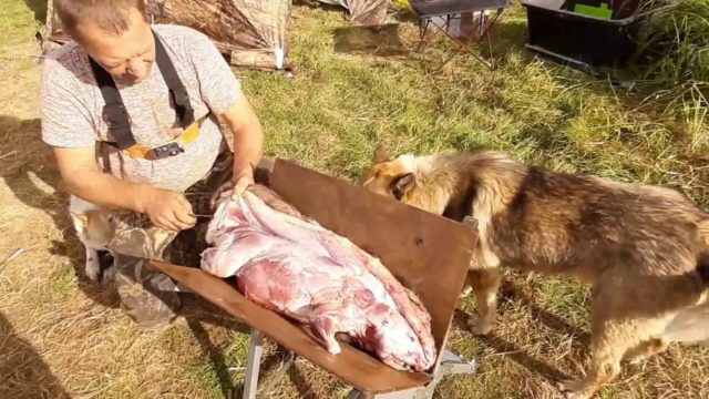 How to pickle a beaver for smoking at home: hot, cold