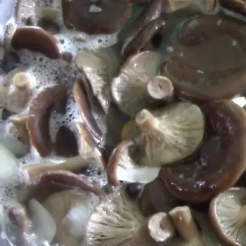 How to pickle autumn mushrooms: recipes for the winter