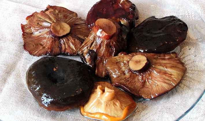 How to pickle black milk mushrooms at home (with video)