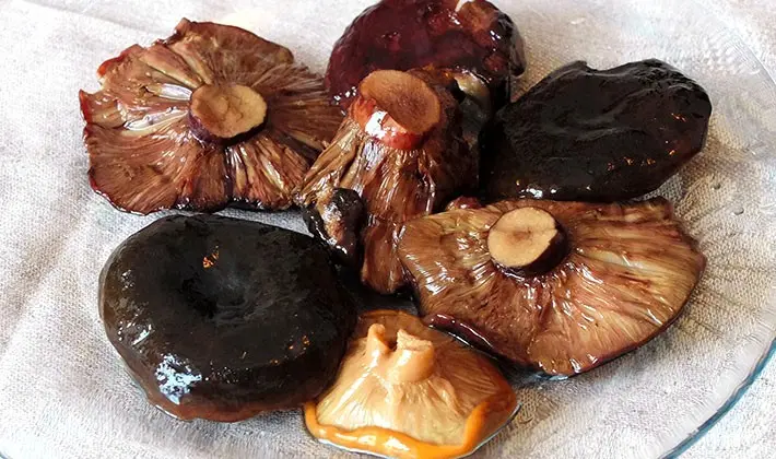 How to pickle black milk mushrooms at home (with video)