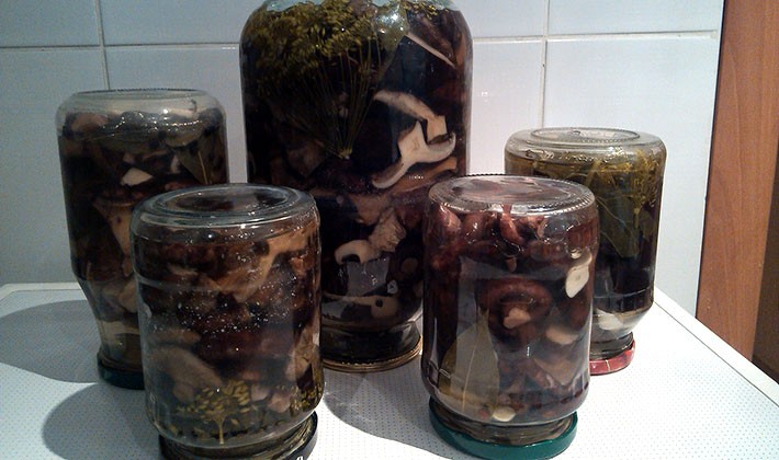 How to pickle black milk mushrooms at home (with video)