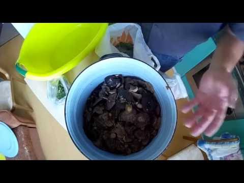 How to pickle black milk mushrooms at home (with video)