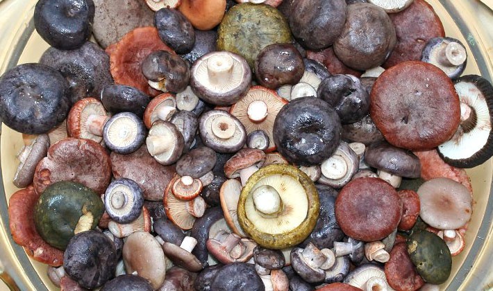 How to pickle black milk mushrooms at home (with video)