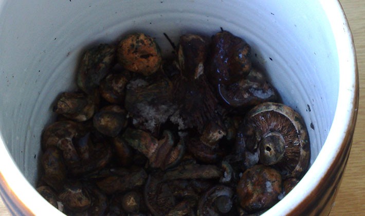 How to pickle black milk mushrooms at home (with video)