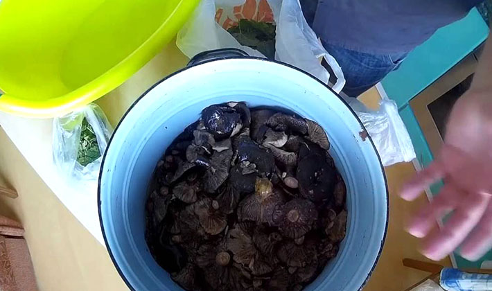 How to pickle black milk mushrooms at home (with video)