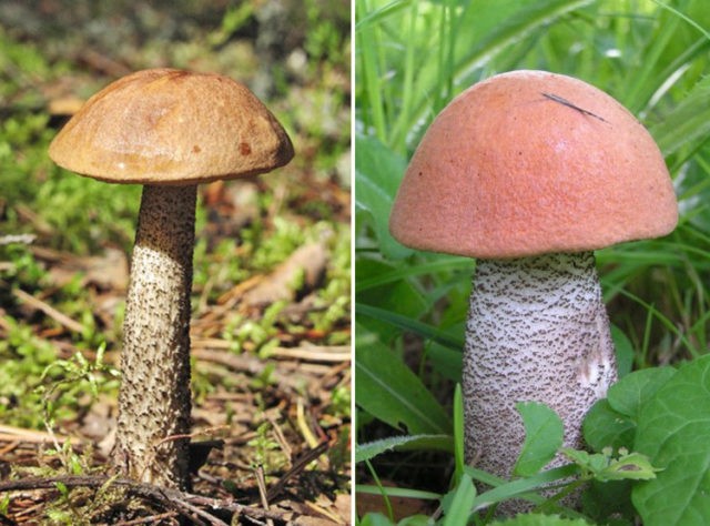 How to pickle boletus and boletus: recipes for the winter