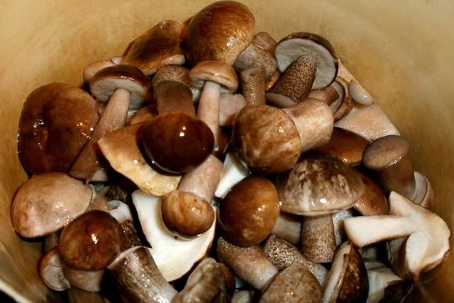 How to pickle boletus and boletus: recipes for the winter