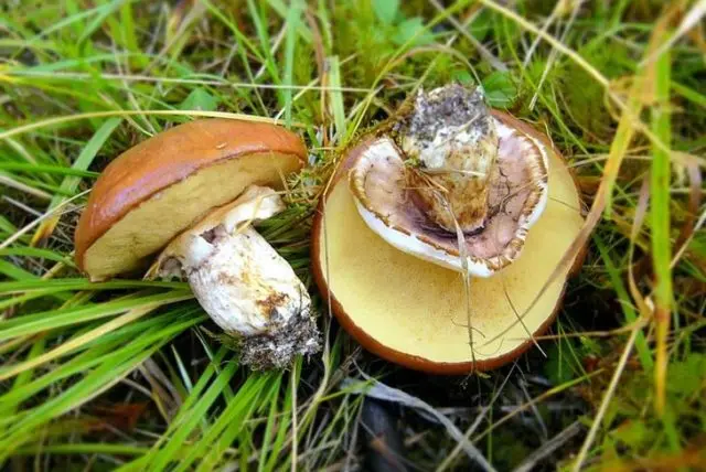 How to pickle boletus: cooking recipes for the winter, salting in jars, in a bucket, under a nylon lid