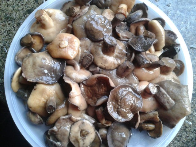 How to pickle boletus: cooking recipes for the winter, salting in jars, in a bucket, under a nylon lid