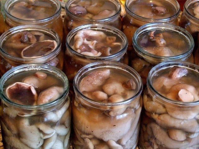 How to pickle boletus: cooking recipes for the winter, salting in jars, in a bucket, under a nylon lid