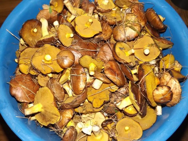 How to pickle boletus: cooking recipes for the winter, salting in jars, in a bucket, under a nylon lid