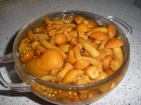 How to pickle boletus: cooking recipes for the winter, salting in jars, in a bucket, under a nylon lid