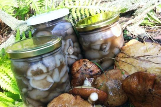 How to pickle boletus for the winter at home