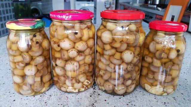 How to pickle champignons for the winter at home