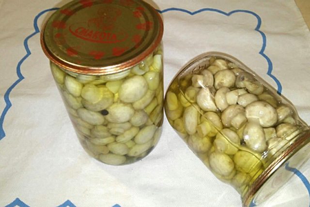 How to pickle champignons quickly and tasty at home: recipes with photos for the winter and for every day